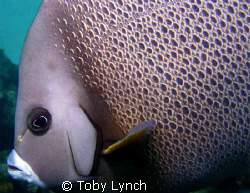 Grey Angelfish from the Bahamas. by Toby Lynch 